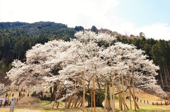 usuzumi sakura