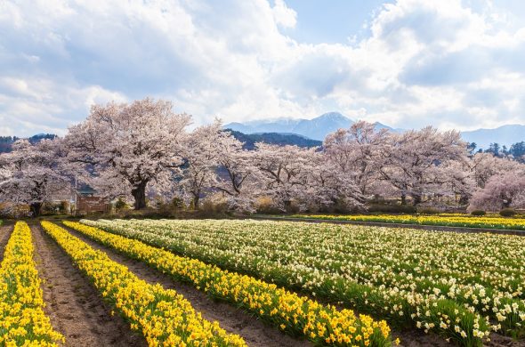 yamataka shindai sakura