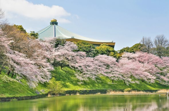 桜 東京 千鳥ヶ淵