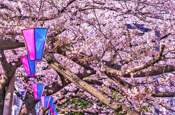 お花見2021 桜名所 コロナ 横浜 大岡川