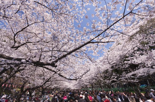 東京 お花見 上野公園