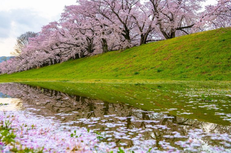 お花見2021 桜名所 コロナ 淀川河川公園背割堤地区