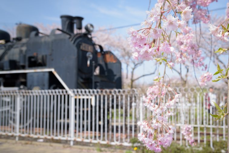 お花見2021 桜名所 コロナ 福島 日中線シダレザクラ