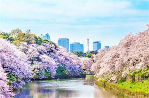 桜 東京 千鳥ヶ淵