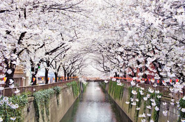 東京 お花見 2021 目黒川