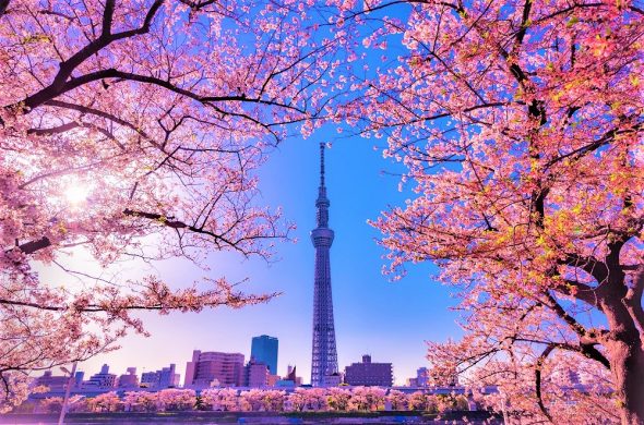 東京 お花見人気ランキング 隅田川