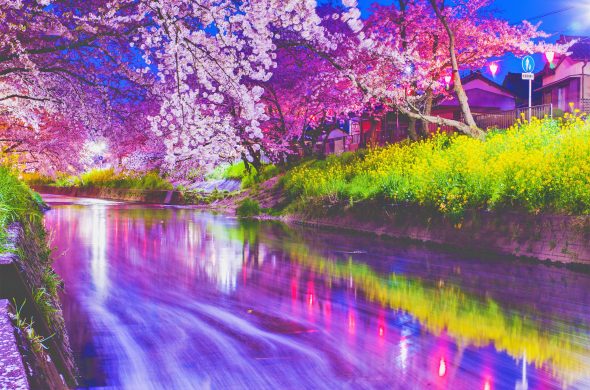 お花見2021 桜名所 コロナ 愛知県 五条川