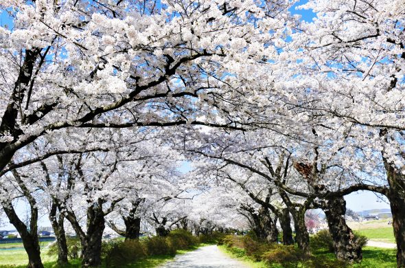 お花見2021 桜名所 コロナ 岩手 北上展勝地