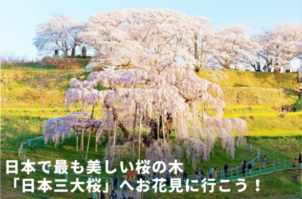 日本三大桜へお花見に行こう！一度は見たい日本で最も美しい桜とは？