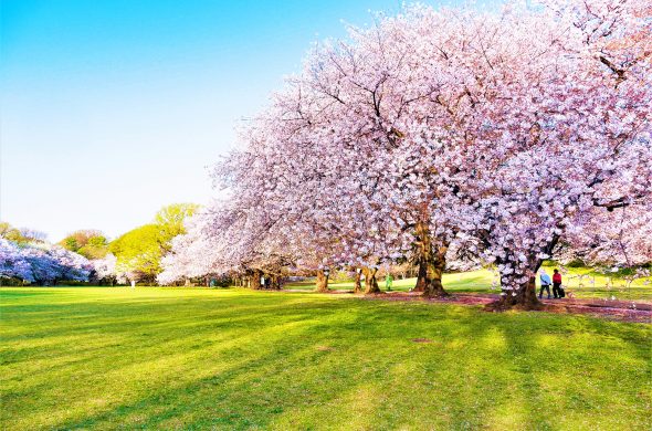 東京 お花見人気ランキング 砧公園
