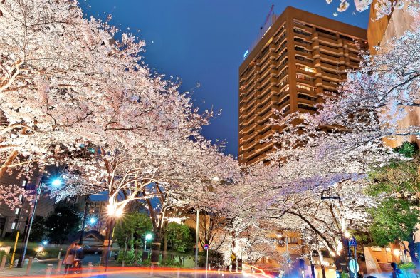 東京 お花見人気ランキング 六本木ヒルズ