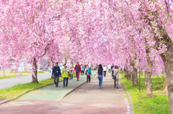 お花見2021 桜名所 コロナ 福島 日中線シダレザクラ