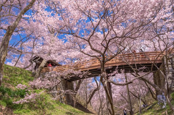 お花見2021 桜名所 コロナ 長野県 高頭城址公園