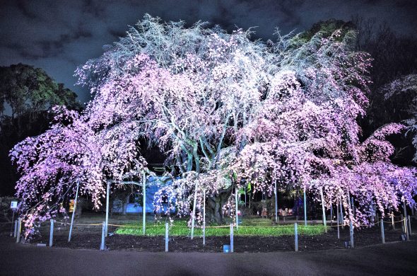 東京 お花見人気ランキング 六義園
