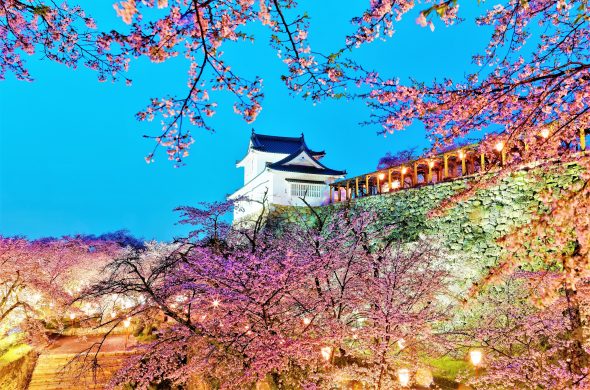 お花見2021 桜名所 コロナ 岡山県 津山城