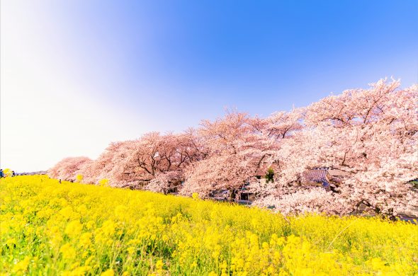 お花見2021 桜名所 コロナ 埼玉 熊谷桜堤