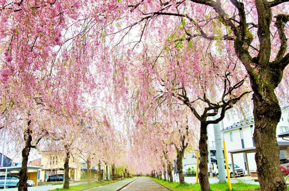 お花見2021 桜名所 コロナ 福島 日中線シダレザクラ