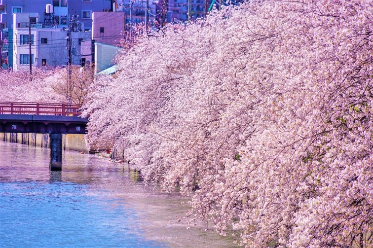 お花見2021 桜名所 コロナ 横浜 大岡川