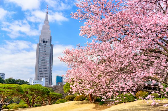 東京 お花見人気ランキング 新宿御苑