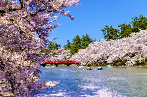 お花見2021 桜名所 コロナ 弘前公園