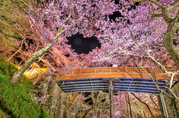 お花見2021 桜名所 コロナ 長野県 高頭城址公園