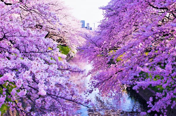 お花見2021 桜名所 コロナ 愛知県 五条川