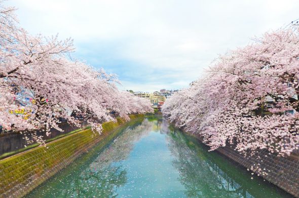 お花見2021 桜名所 コロナ 横浜 大岡川