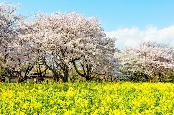 東京 お花見人気ランキング 昭和記念公園