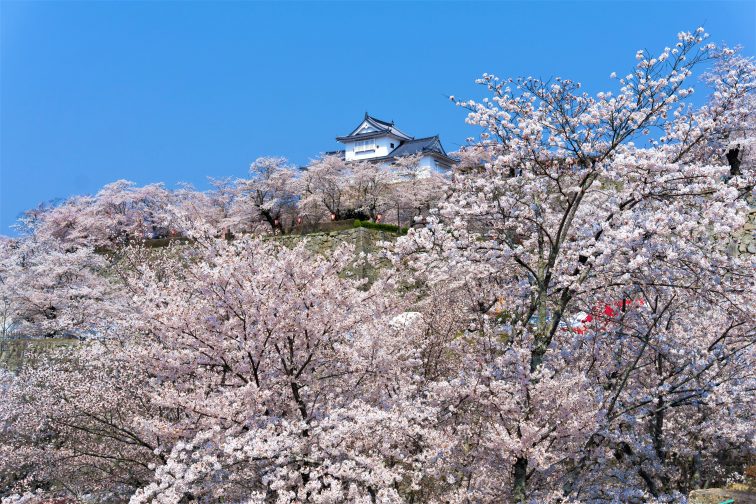 お花見2021 桜名所 コロナ 岡山県 津山城