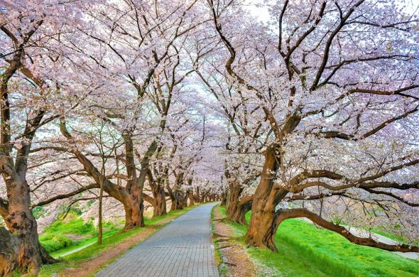 お花見2021 桜名所 コロナ 淀川河川公園背割堤地区