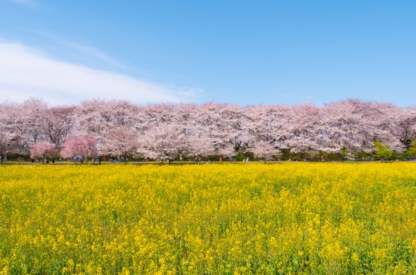 お花見2021 桜名所 コロナ 埼玉 熊谷桜堤