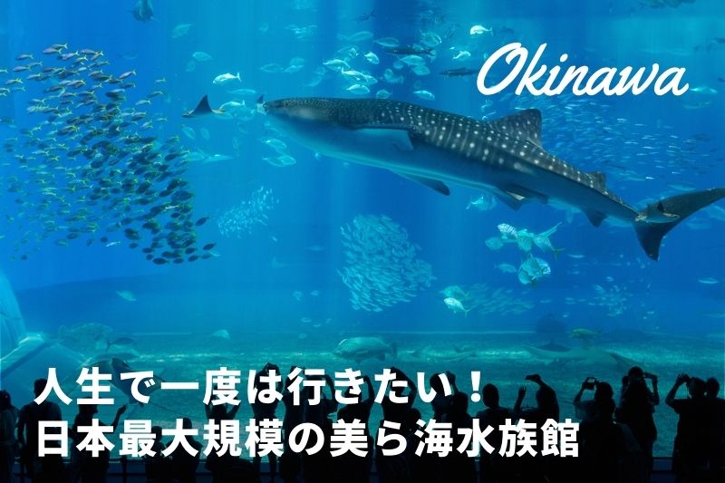 海 水族館 ちゅら