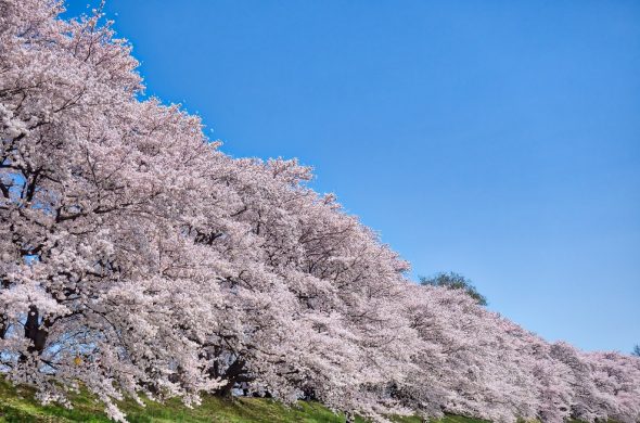 お花見2021 桜名所 コロナ 淀川河川公園背割堤地区