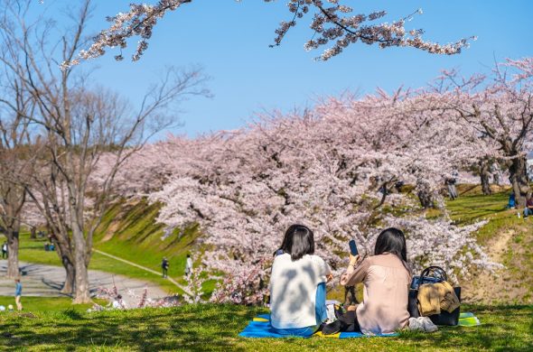 お花見2021 桜名所 コロナ 五稜郭
