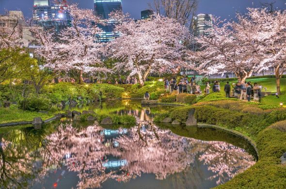 東京 お花見人気ランキング 六本木ヒルズ毛利庭園