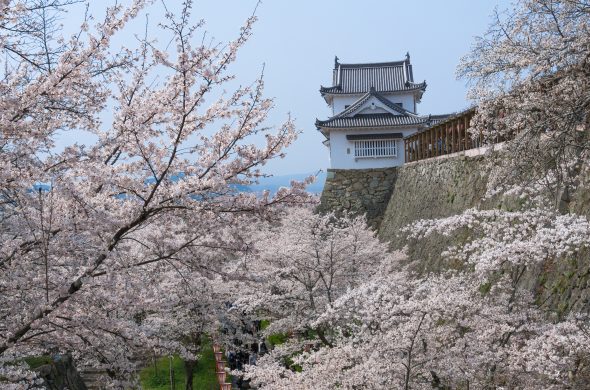 お花見2021 桜名所 コロナ 岡山県 津山城