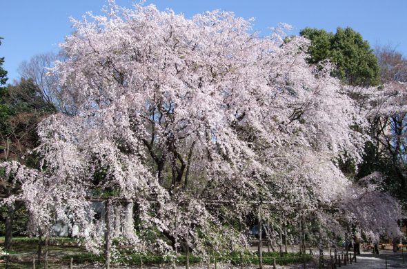 東京 お花見人気ランキング 六義園