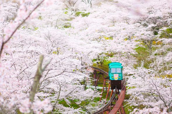 お花見2021 桜名所 コロナ 白石川堤一目千本桜