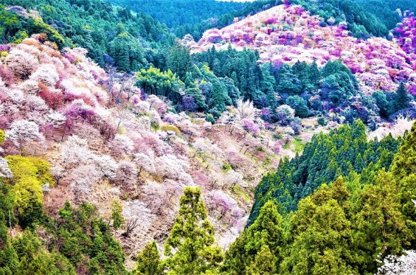 お花見2021 吉野山