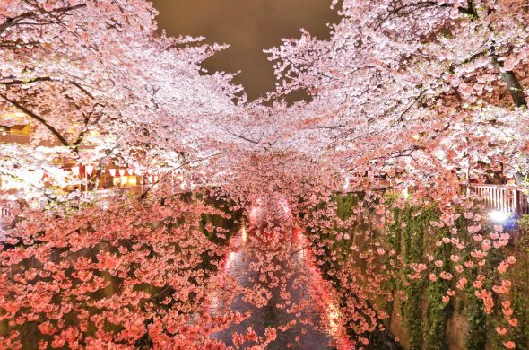 東京お花見 目黒川 桜 ライトアップ