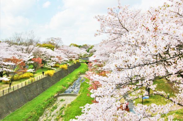 東京 お花見人気ランキング 昭和記念公園