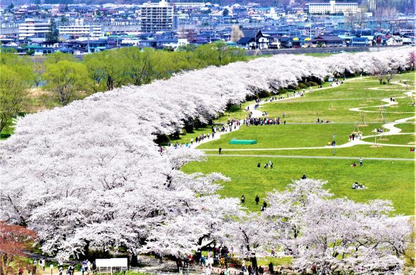お花見2021 桜名所 コロナ 岩手 北上展勝地