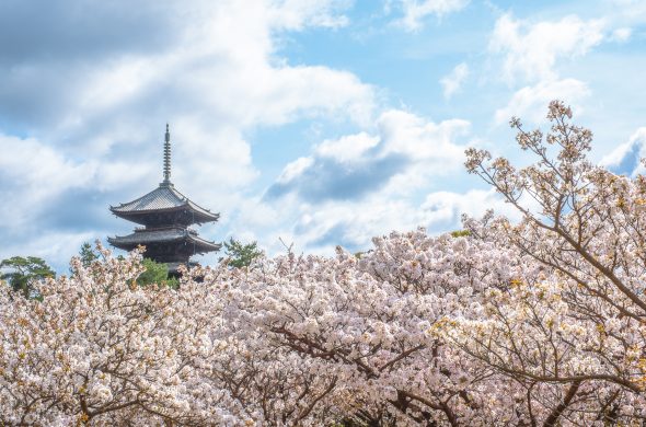 お花見2021 仁和寺