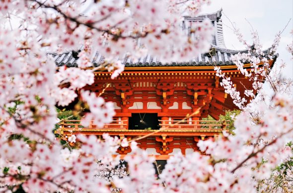 お花見2021 仁和寺