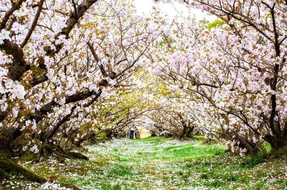 お花見2021 仁和寺