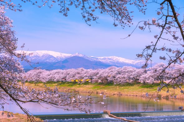 白石川堤一目千本桜