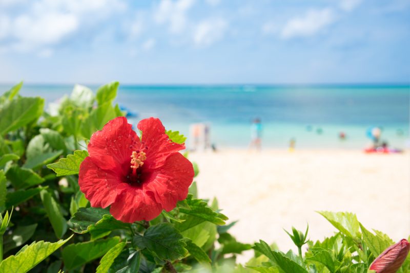 Hibiscus,Of,Okinawa,Where,The,Beach,Blooms
