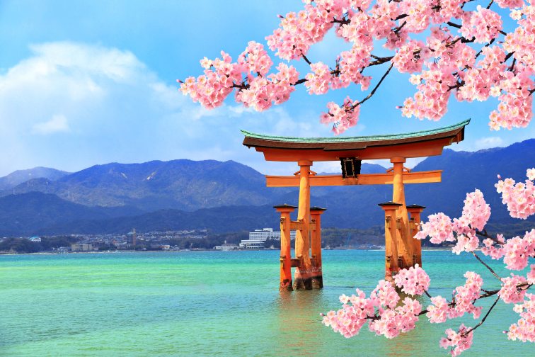 Floating,Torii,Gate,(o-torii),And,Branch,Of,The,Blossoming,Sakura