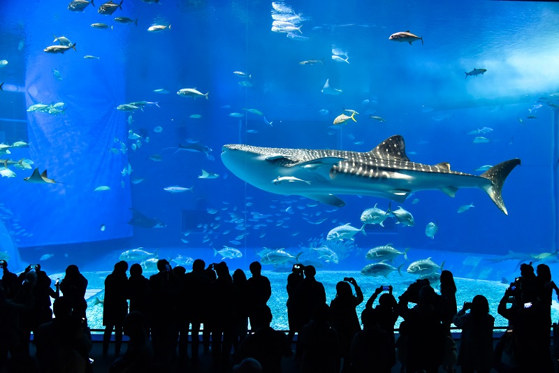 水族館 休館 海 ちゅら