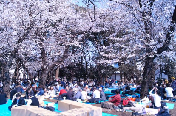 東京 お花見 桜 名所
